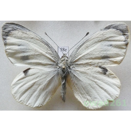Pieris cheiranthi (Hübner, 1808) Spain58e